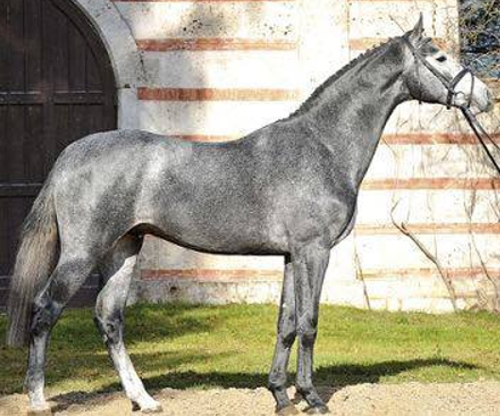 <strong>CORNET DE LUX</strong><br>Cornet Obolensky-Contender-Cor de la Bryère<br>170cm